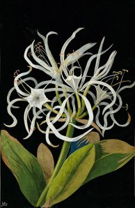 Mary Delany, Pancratium maritinum, 1778, collage of colored papers, with bodycolor and watercolor on black ink background, British Museum, Department of Prints and Drawings, © Trustees of the British Museum