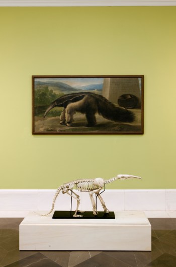 Miguel Ángel Blanco, The Anteater’s Cruel Winter (Room 90) Antón Mengs worskshop (¿), His Majesty’s Anteater, MNP; Anteater skeleton, MNCN - CSIC (Photo: Pedro Albornoz/Museo Nacional del Prado).