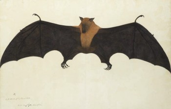 Lot 292 A painting from the Impey Album, by the artist Bhawani Das: a Great Indian Fruit Bat, or Flying Fox (Pteropus giganteus) Calcutta, circa 1778-82