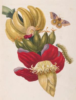 merian banana small